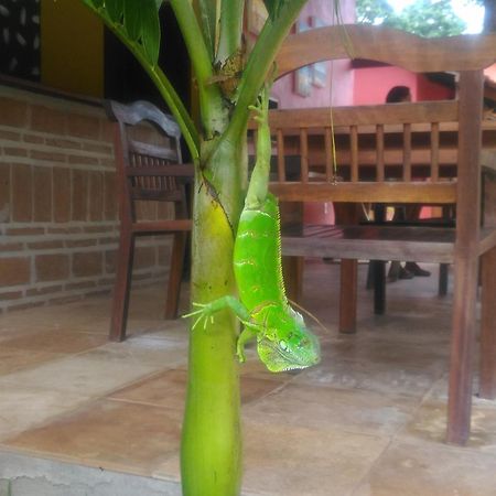 Pousada Paraiso Dos Ipes Hotel Jijoca de Jericoacoara Exterior foto